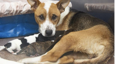 Resilient Pregnant Dog