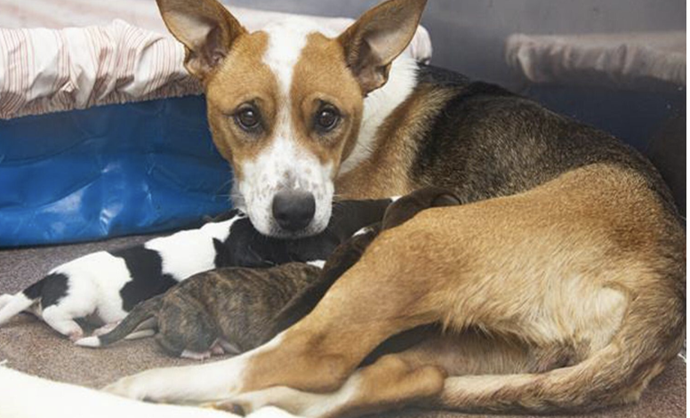 Resilient Pregnant Dog