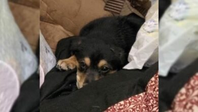 Puppy Dumped In A Trash Bin With Nothing But His Bed