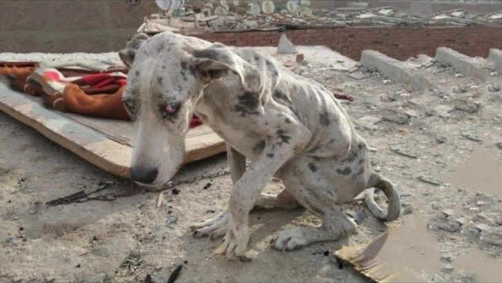 Starving Great Dane Found Eating Rocks To Survive Gets His Miracle