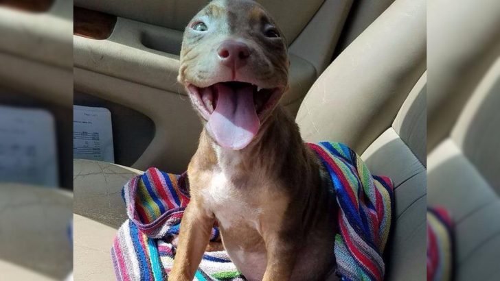 This Puppy Can’t Stop Smiling After She Realizes She’s Getting A Foster