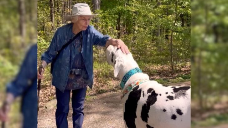 Giant Great Dane Falls Deeply In Love With His New Grandma