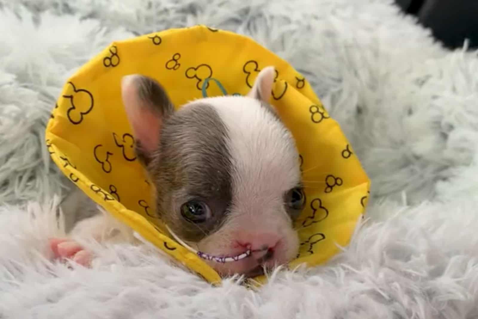 tiny puppy lying on fluffy blanket