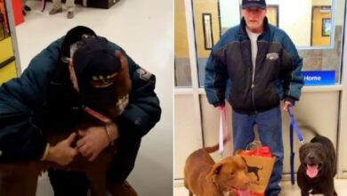 Vietnam Veteran Gets To See His Dogs After 3 Long Months