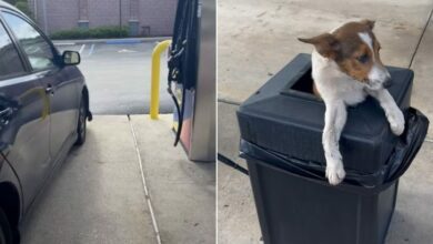 Woman Discovers Two Puppies Stuck Inside A Trash Can At The Gas Station