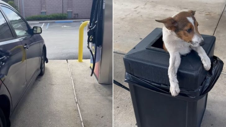 Woman Discovers Two Puppies Stuck Inside A Trash Can At The Gas Station