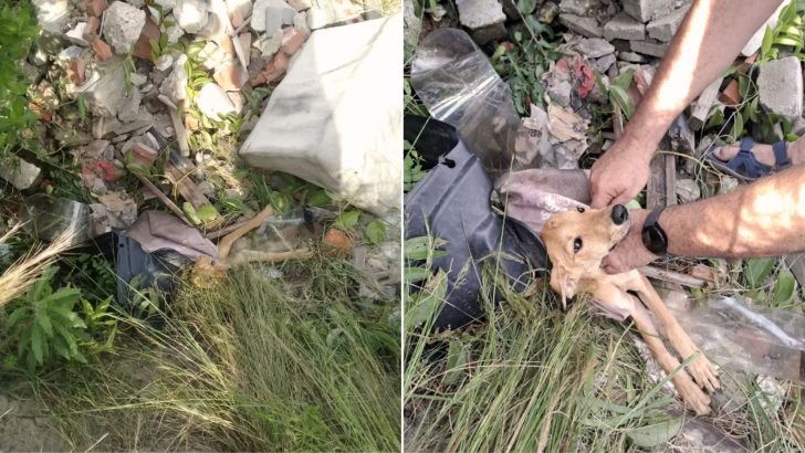 Woman Finds A Little Puppy Dumped In A Plastic Bag On A Dump Site