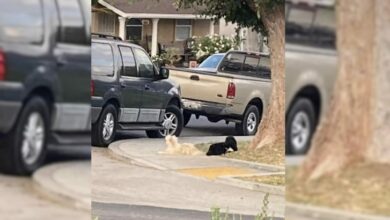 Woman Rescues Two Strays That Couldn’t Stand Being Apart