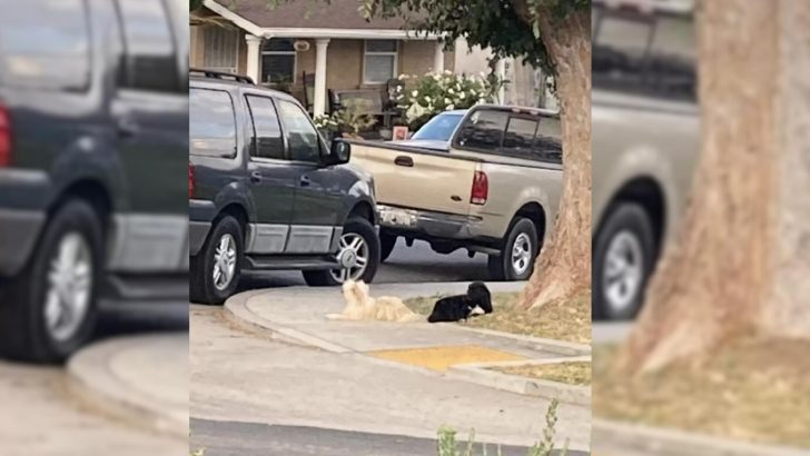 Woman Rescues Two Strays That Couldn’t Stand Being Apart