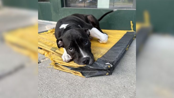 Woman Is Surprised To Find A Furry Creature Curled Up In Front Of Her Workplace
