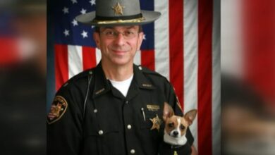 Police Chihuahua Passes Away Just Hours After Her Loving Handler