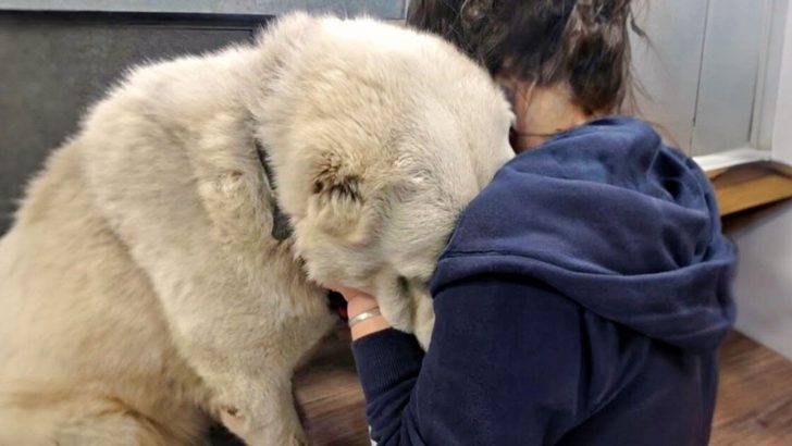 Dog That Was Hurt On The Streets Cries After The Rescuers Pick Him Up