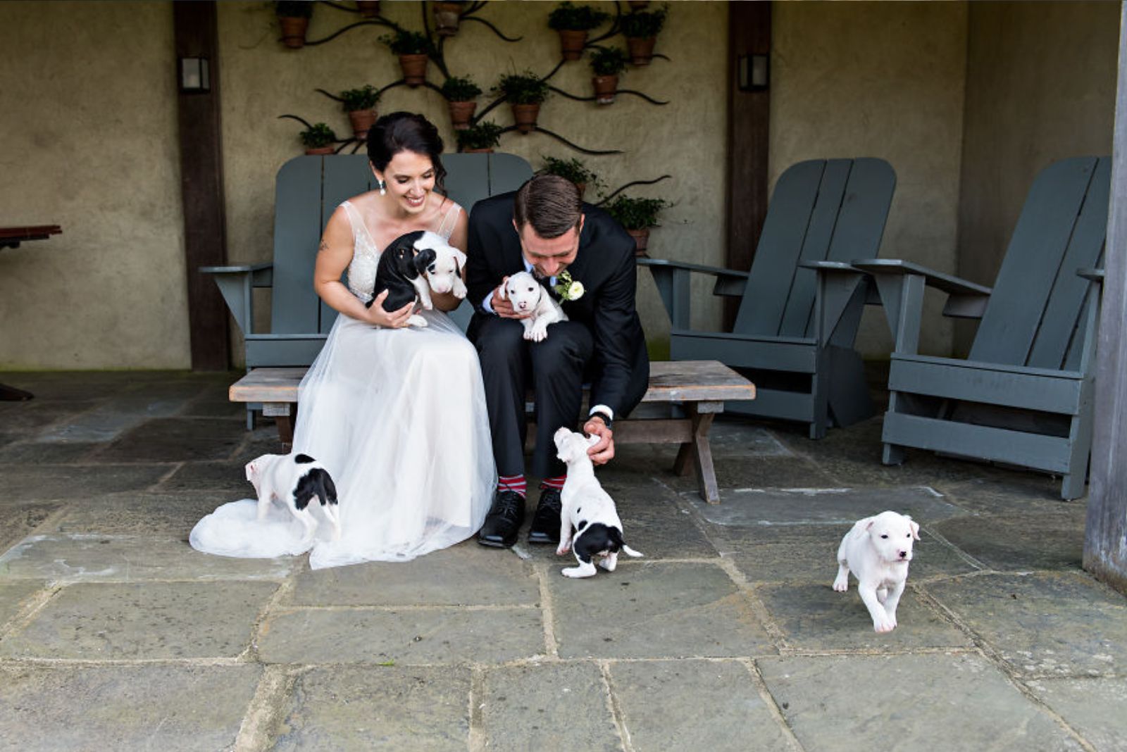 bride-and-groom-sitting-surrounded-by-puppies bride and groom sitting surrounded by puppies