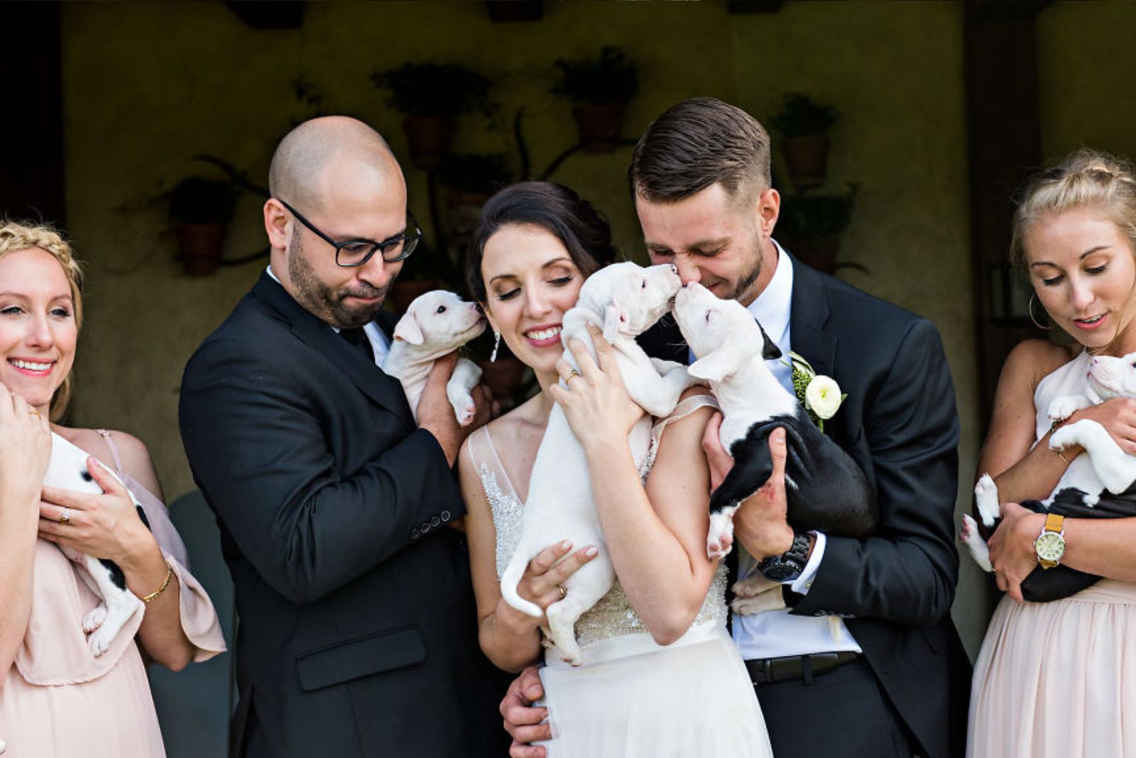 close-up-photo-of-the-wedding-group-holding-puppies close-up photo of the wedding group holding puppies