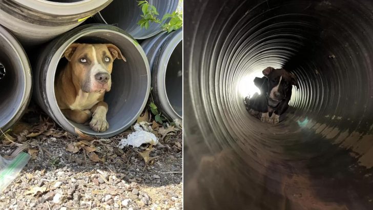 Construction Workers Find A Fearful Dog Guarding The Most Amazing Secret In A Pipe