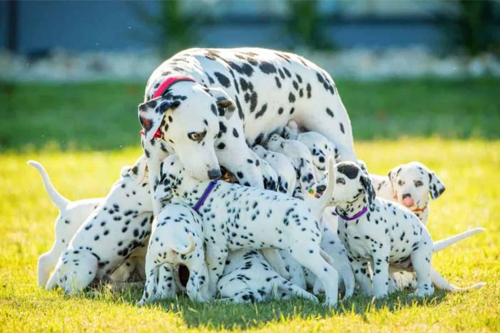 dalmatian-dog-mother-and-her-puppies dalmatian dog mother and her puppies in the garden