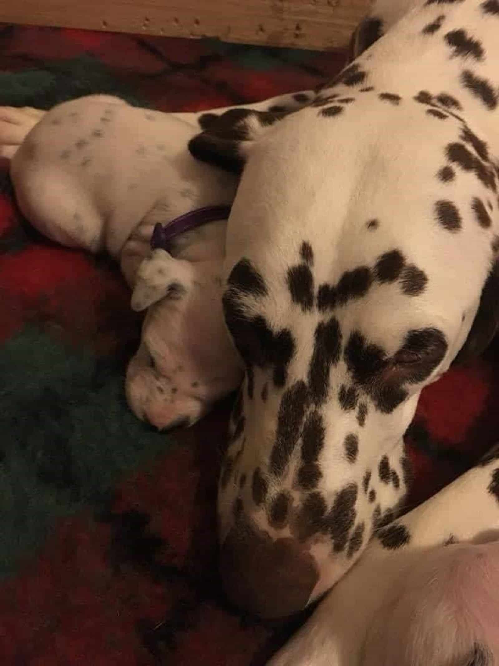 dalmatian-dog-with-her-puppies dalmatian dog with her puppies lying on the floor
