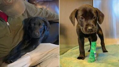 Deaf Man Gives Forever Home To Deaf Puppy And Teaches Him Sign Language