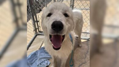 Abandoned Great Pyrenees Mix Tied To A Fence With A Note Never Gave Up Hope