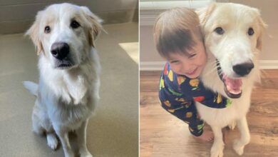 Dog Gets A Furever Home After 14 Failed Adoptions