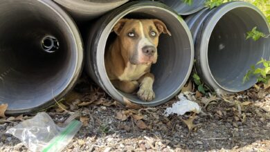 dog in construction tube