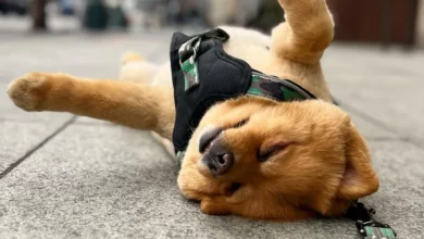 dog laying on the ground