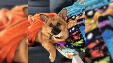 Dog Makes Her Family Buy Her The Same Exact Toy For The Sweetest Reason