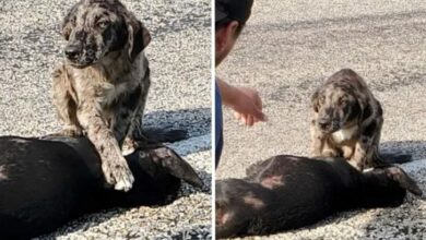 Loyal Dog Stays True To His Sister As She Crosses The Rainbow Bridge