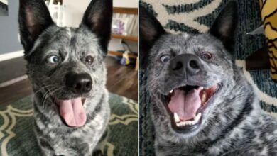 Dog With Disabilities Is Saved From Euthanization And Is Very Grateful To His New Owner