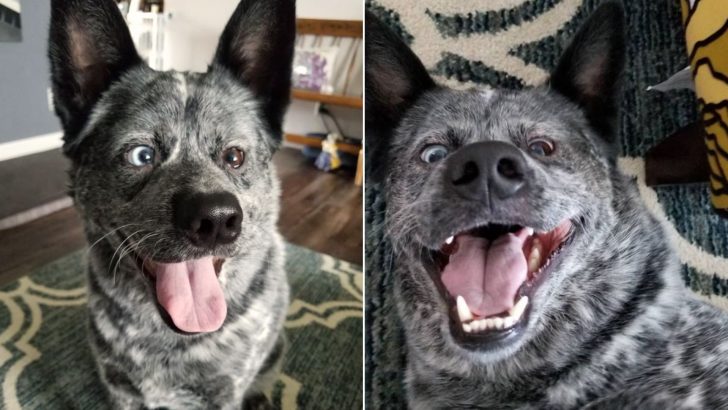 Dog With Disabilities Is Saved From Euthanization And Is Very Grateful To His New Owner