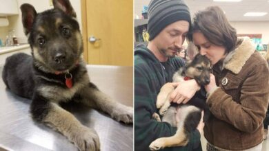 More Than 200 People Show Up To Give A Sick GSD Puppy One Last Hug