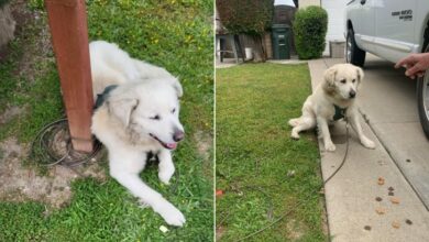 Family Shocked To Find An Abandoned Dog Tied To Their Mailbox