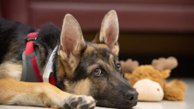 german shepherd dog lying on the floor