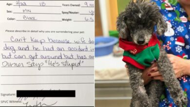 18-Year-Old Poodle Dumped At A Shelter Because Her Owner Thinks “He’s Stupid”