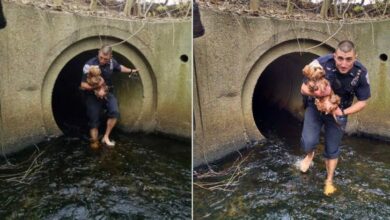 Brave Police Officers Jumps In And Saves A Dog From A Culvert