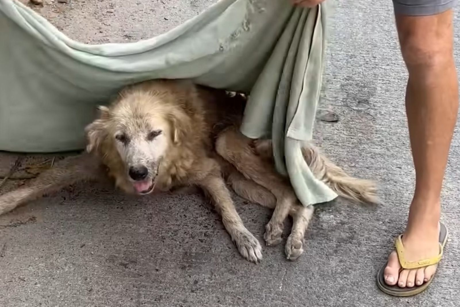 injured-dog-laying injured dog laying