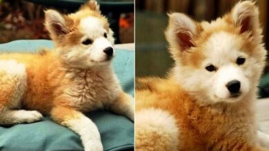 Man Rescues A Little Mutt Puppy But Soon Realizes She’s Much More Than That