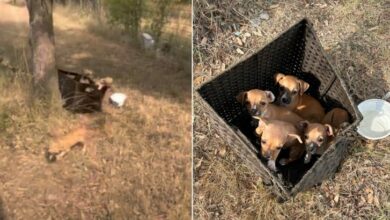 Woman Accidentally Finds Abandoned Puppies In A Wicker Box