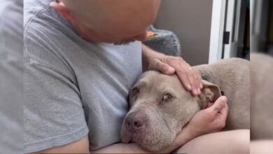 Pittie Paralyzed With Fear Learns What Love Feels Like For The First Time Ever