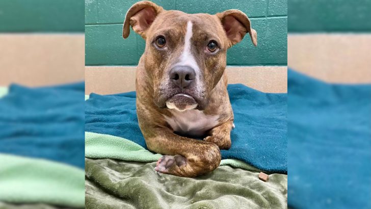 Pouty Dog Has Been Looking For A Forever Home For 400 Days