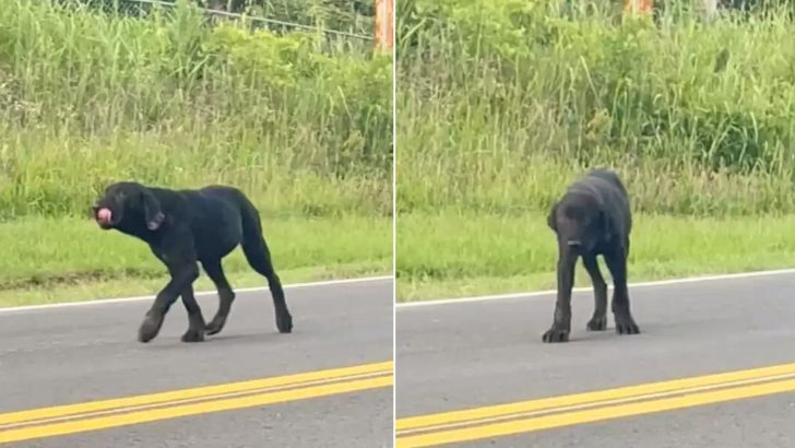 Dog Abandoned In The Middle Of The Road Finds His Luck 