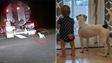 Puppy Rescued From A Road Is Madly In Love With Her 10-Month-Old Baby Sister