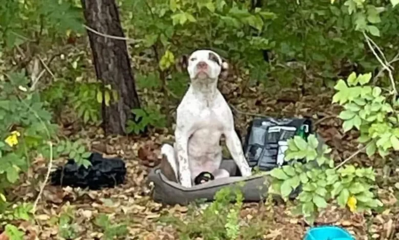 puppy sitting in his bed in the woods
