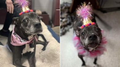 Unadoptable Shelter Dog Gets The Best Birthday Party Ever