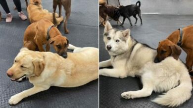 Sleepy Dog Uses Other Dogs At Daycare As His Headrest