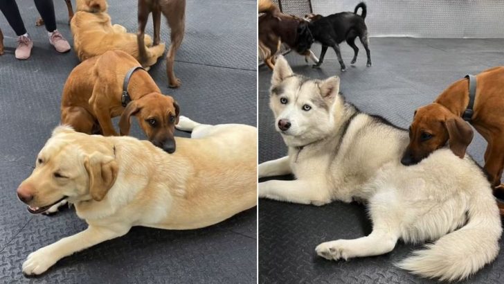 Sleepy Dog Uses Other Dogs At Daycare As His Headrest