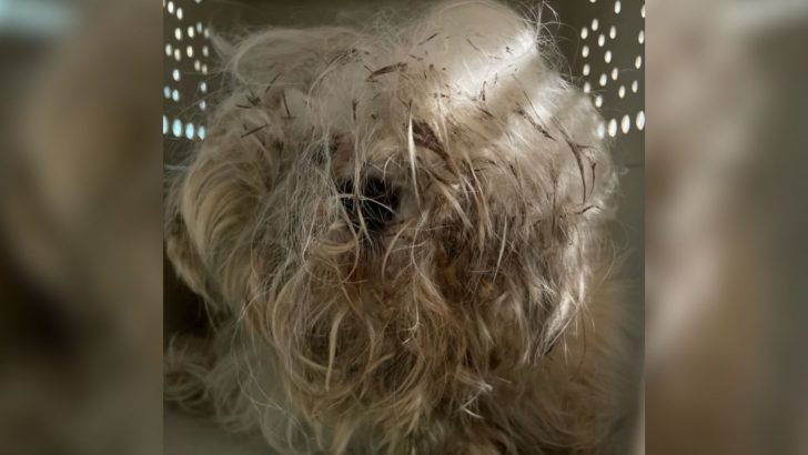 Teeny-Tiny Stray Pup Is Unrecognizable After He Undergoes An Emergency Makeover