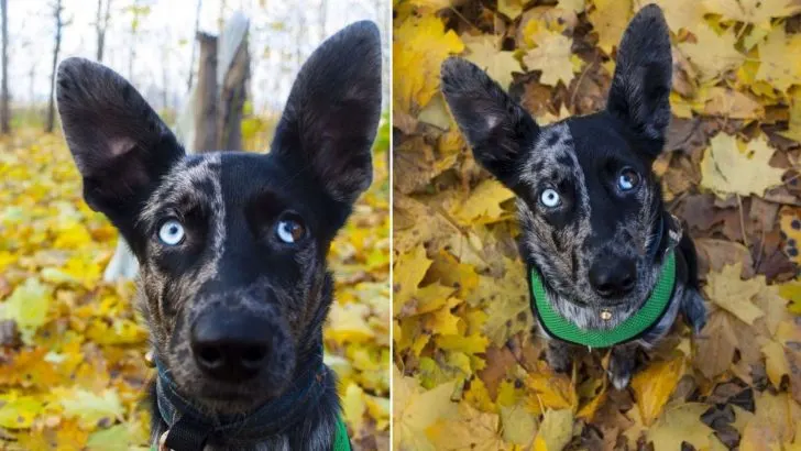 The Dog With The Moon In Her Eyes Is The Most Magical Thing Ever