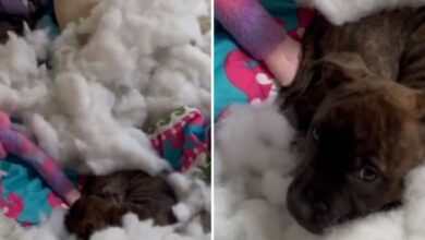 the puppy lies shocked