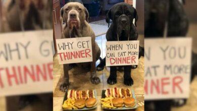 These Mastiffs Have A Better Sense Of Humor Than All Of Us